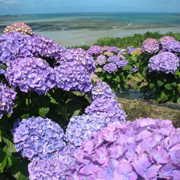 Plouezec (20 km) : champ d'hortensias Meyer