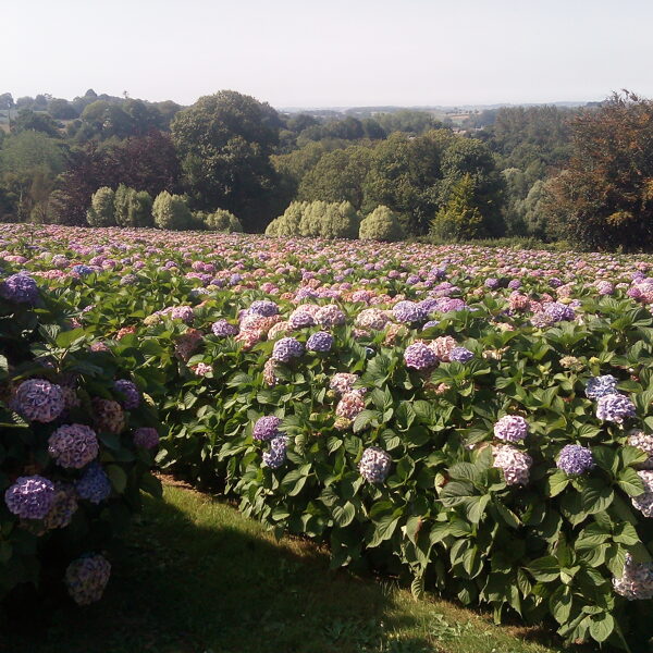 Pommerit-Jaudy (18 km) : Jardin Hortense