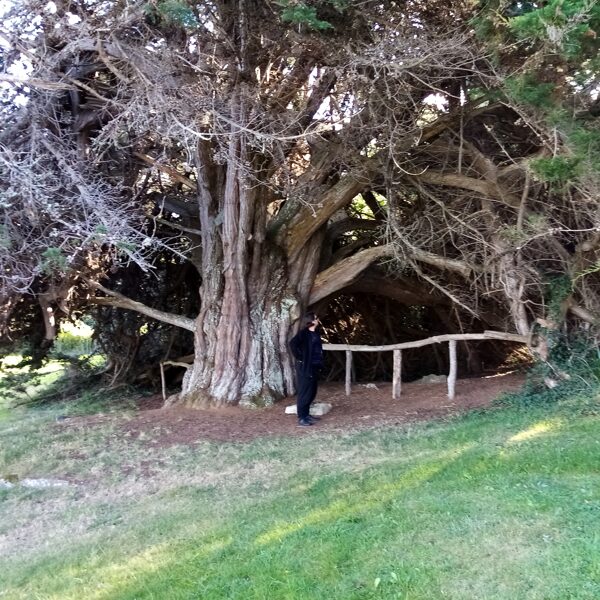 Tréveneuc (23 km) : arbre remarquable