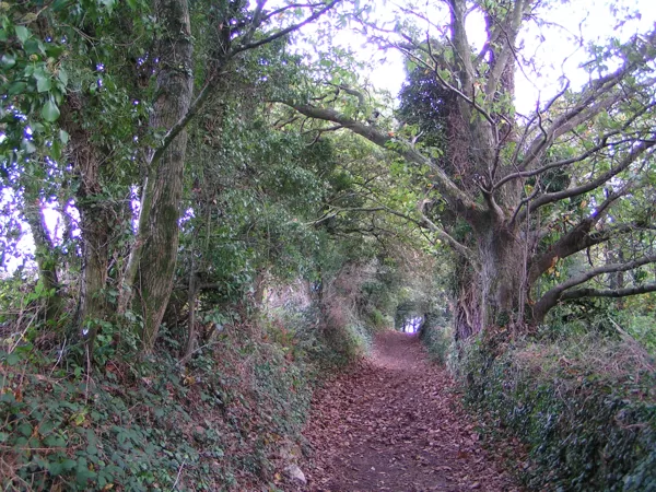 Chemin creux