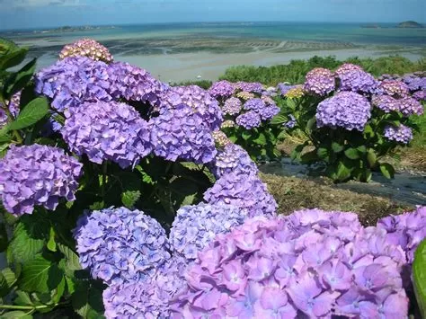 Plouezec (20 km) : champ d'hortensias Meyer