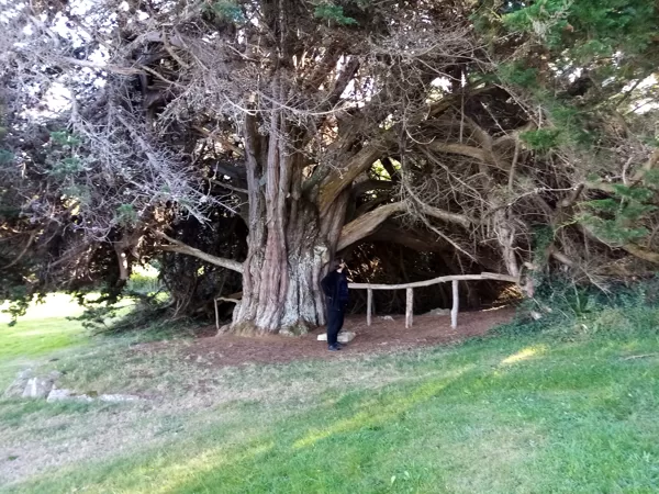 Tréveneuc (23 km) : arbre remarquable